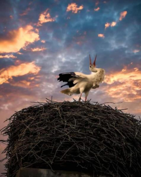 Storchennest